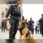 puntoielector com festividades patrias en la zmg prueba de fuego para la coord